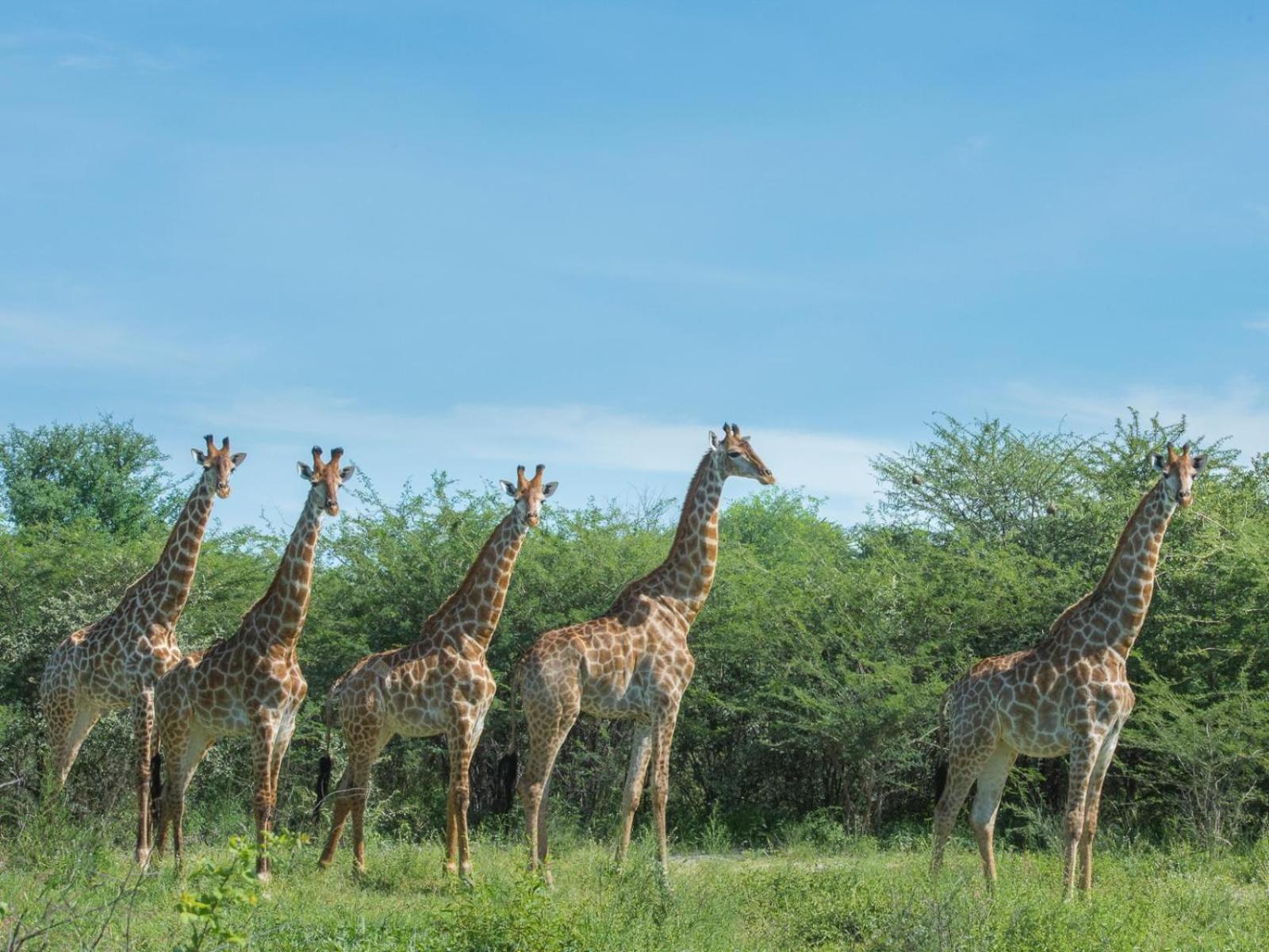Leopard Plains Villa Motopi Ngoại thất bức ảnh